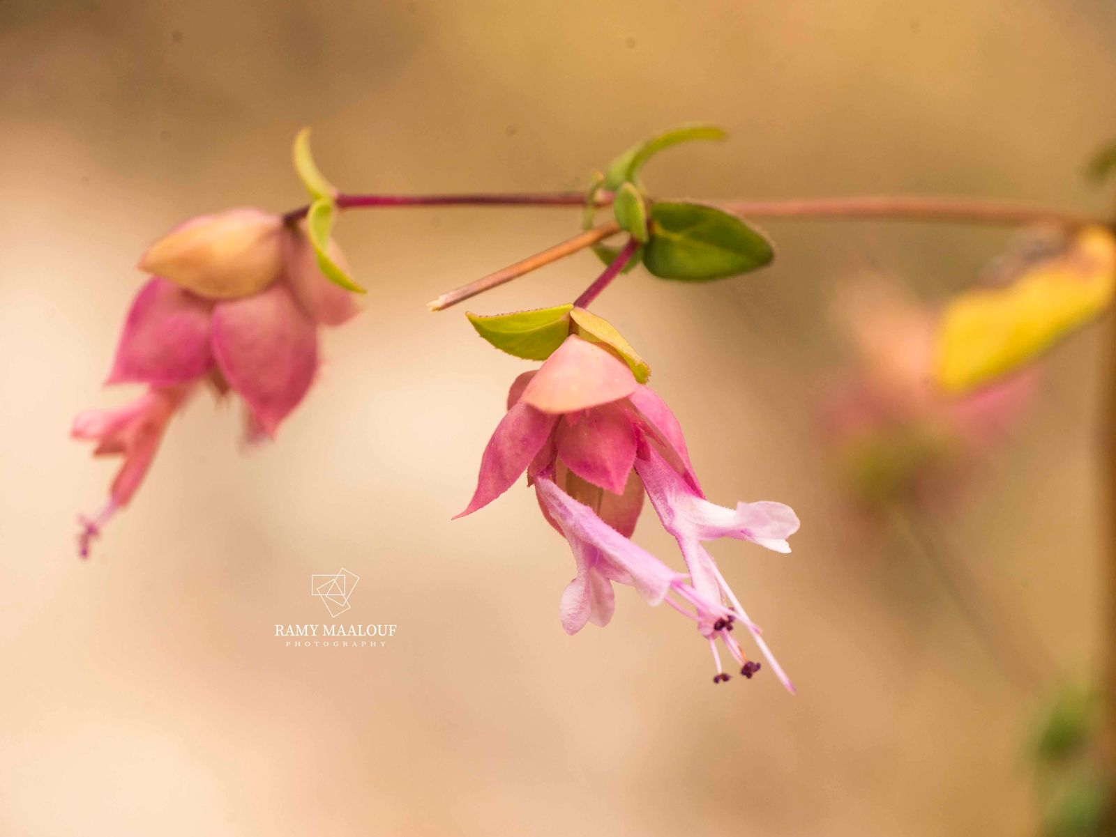 في يوم الأنواع المهددة بالانقراض... جردة لأنواع متوطنة في لبنان